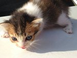 Tri-color female kitten(Adopted)