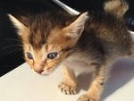 Brown female kitten (Adopted on March 21st 2014)