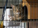 Spayed female Brown Tabby (2 years plus) for adoption