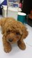 Dark Brown Toy Poodle  - Poodle Dog