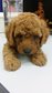 Dark Brown Toy Poodle  - Poodle Dog