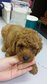 Dark Brown Toy Poodle  - Poodle Dog