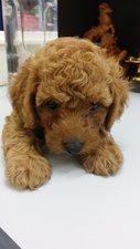 Dark Brown Toy Poodle  - Poodle Dog