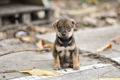 Bear Bear Mao - Mixed Breed Dog