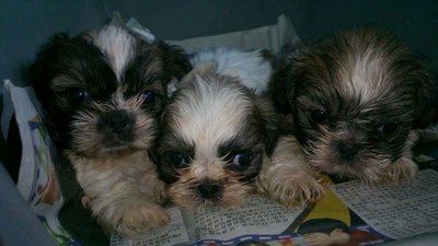 High Quality Shih Tzu - Shih Tzu Dog