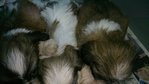 Shih Tzu puppies male