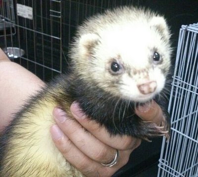 High Quality Ferret - Ferret Small & Furry