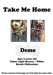 Demo, aged 3. Chihuahua