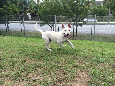 Happy - Mixed Breed Dog