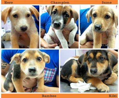 Cute Healthy Puppies - Mixed Breed Dog