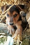 Cute Healthy Puppies - Mixed Breed Dog