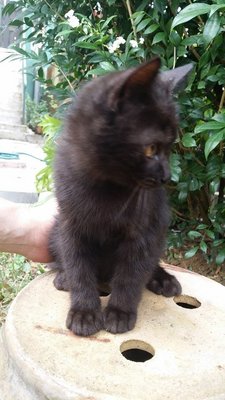 Spooky - Domestic Medium Hair + Domestic Long Hair Cat