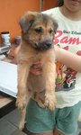 Phoebe - Mixed Breed Dog