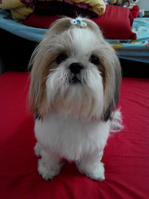 Vigor - Shih Tzu Dog