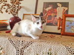 Duchess - Domestic Short Hair Cat