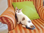 Duchess - Domestic Short Hair Cat