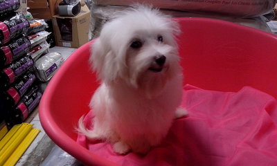 White Hourse - Maltese Dog