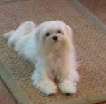 White Hourse - Maltese Dog