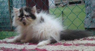 Flatface Persian - Persian Cat