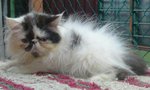 Flatface Persian - Persian Cat