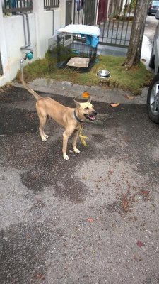 Young Male - Mixed Breed Dog