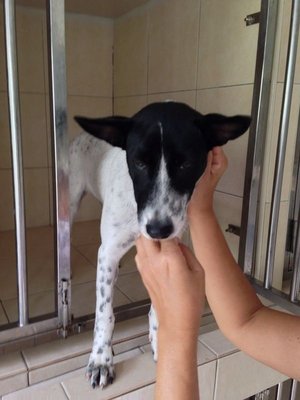 Black/ White Girl - Mixed Breed Dog