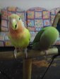  Lovebirds - Lovebird Bird