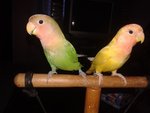  Lovebirds - Lovebird Bird