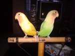  Lovebirds - Lovebird Bird