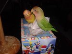  Lovebirds - Lovebird Bird