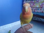  Lovebirds - Lovebird Bird