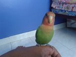  Lovebirds - Lovebird Bird