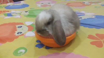 Lion Head Holland Lop - Pure Breed - Holland Lop + Lionhead Rabbit