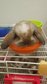 Lion Head Holland Lop - Pure Breed - Holland Lop + Lionhead Rabbit