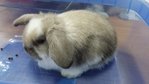 Lion Head Holland Lop - Pure Breed - Holland Lop + Lionhead Rabbit