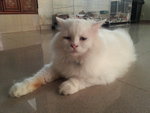 *dewey* - Persian + Domestic Long Hair Cat