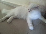 *dewey* - Persian + Domestic Long Hair Cat