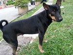 Faith Boy Aka Pipi - Mixed Breed Dog