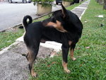 Faith Boy Aka Pipi - Mixed Breed Dog