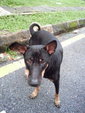 Faith Boy Aka Pipi - Mixed Breed Dog