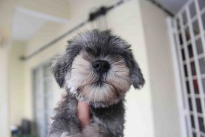 Tw Breed Mini Schnauzer With Mka - Schnauzer Dog