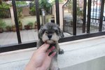 Tw Breed Mini Schnauzer With Mka - Schnauzer Dog