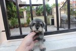 Tw Breed Mini Schnauzer With Mka - Schnauzer Dog