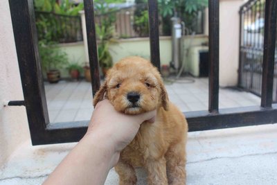 Apricot Male Toy Poodle Puppy - Poodle Dog