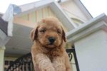 Apricot Male Toy Poodle Puppy - Poodle Dog