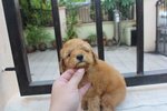 Apricot Male Toy Poodle Puppy - Poodle Dog