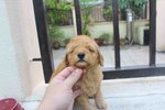 Apricot Male Toy Poodle Puppy - Poodle Dog