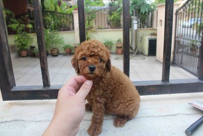 Red Color Toy Poodle Puppies - Poodle Dog