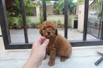 Red Color Toy Poodle Puppies - Poodle Dog