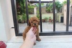 Red Color Toy Poodle Puppies - Poodle Dog